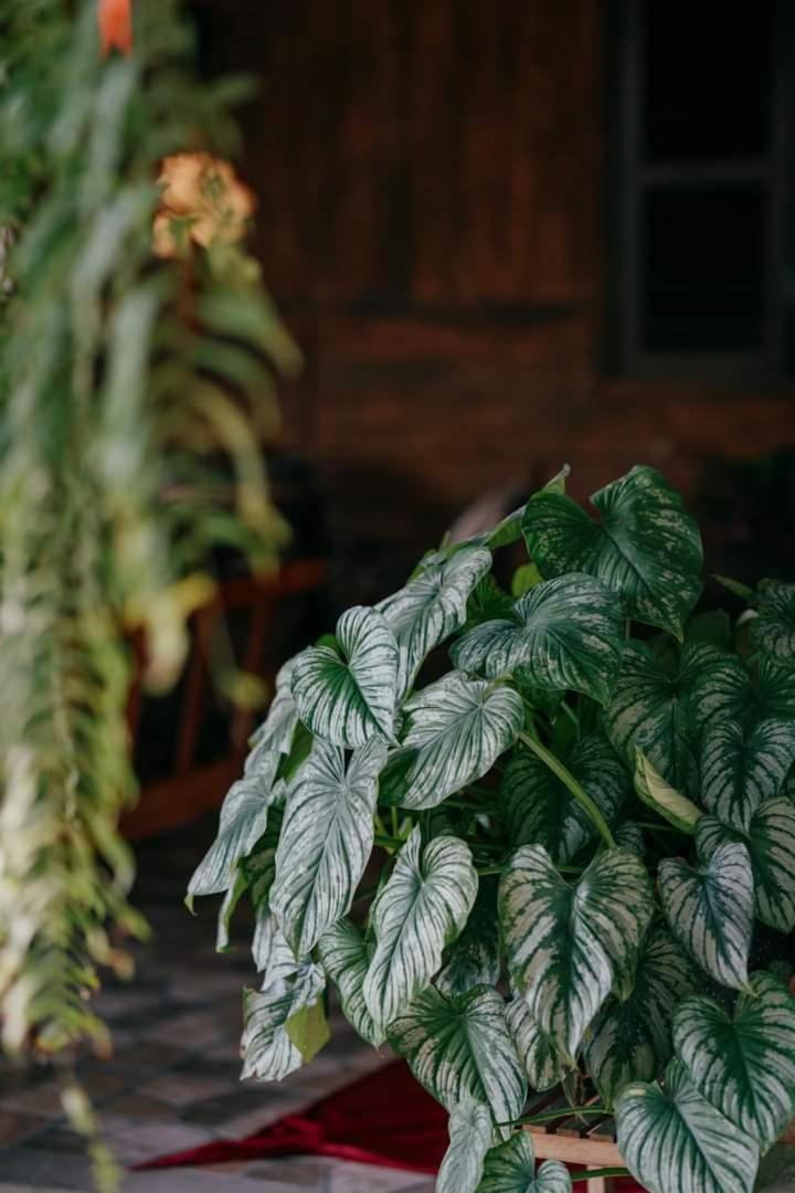 Harmony Garden - Home And Coffee 顺化 外观 照片
